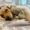 a cute puppy with a toy